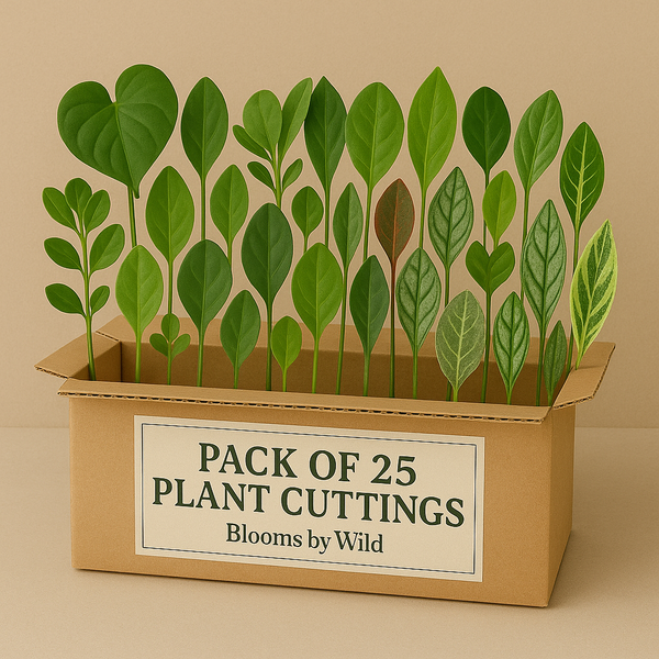 Blooms By Wild - 25 Rare Plant Cuttings