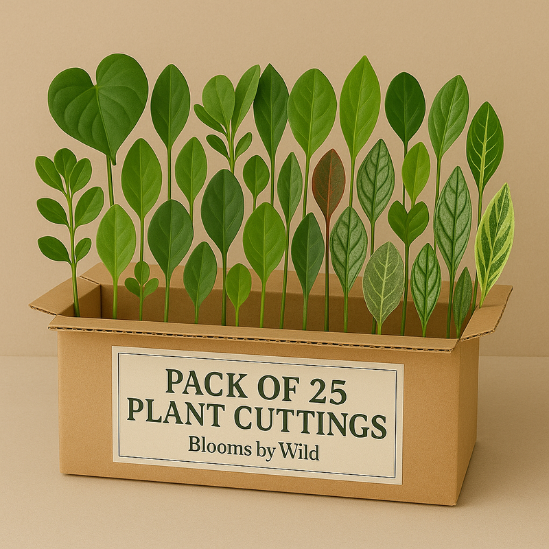 Blooms By Wild - 25 Rare Plant Cuttings