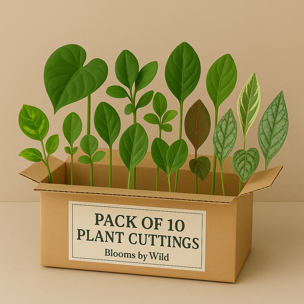 Blooms By Wild - 10 Rare Plant Cuttings